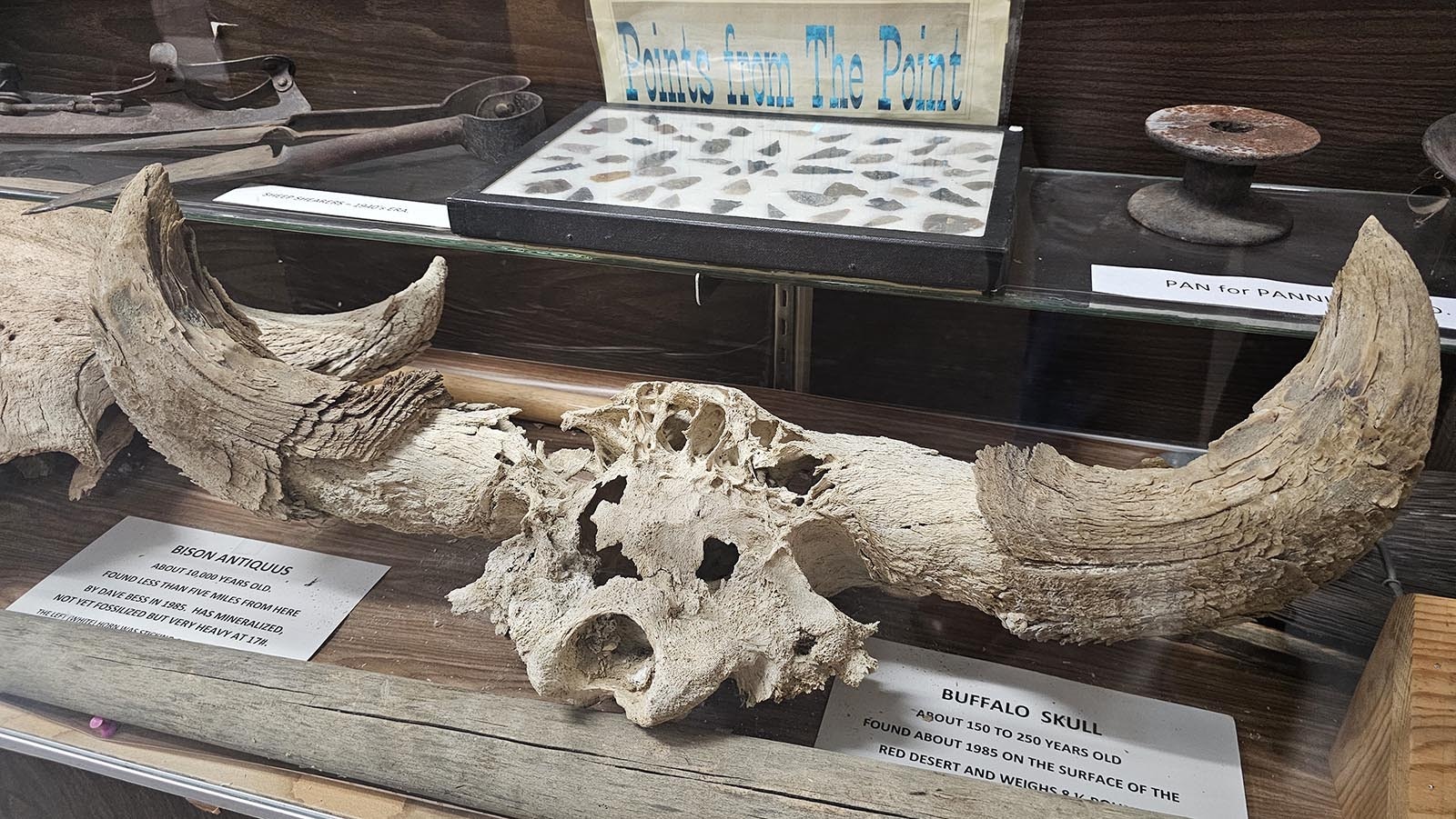 A 250-year-old buffalo skull found in 1985 in the Red Desert.