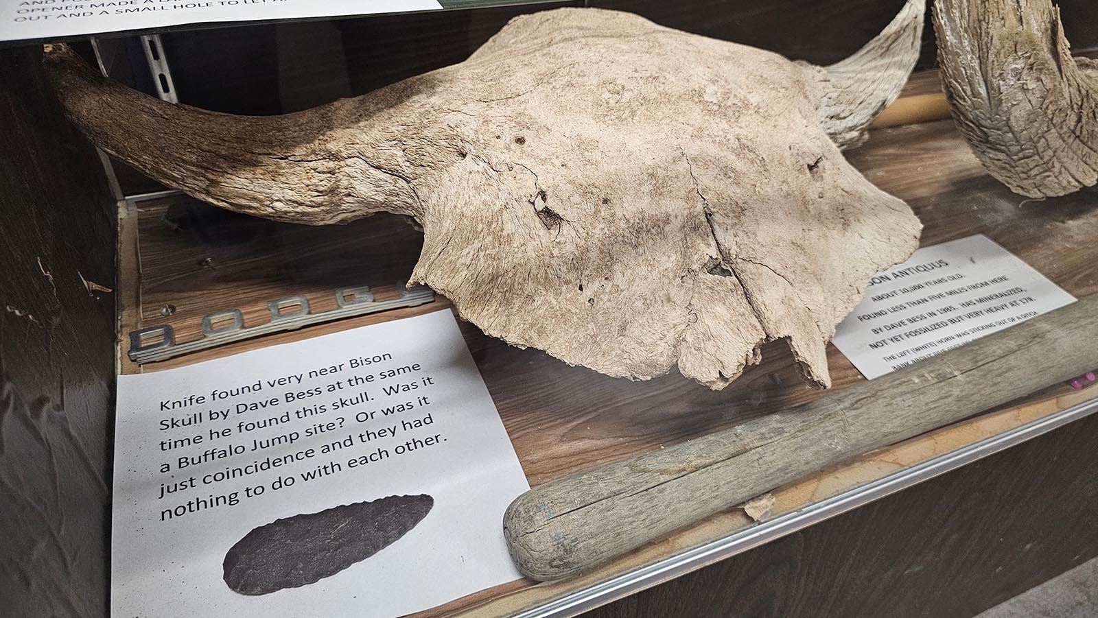 This skull is 10,000 years old and was found near the stone knife at left. It's displayed at a museum in the Point of Rocks Conoco station.