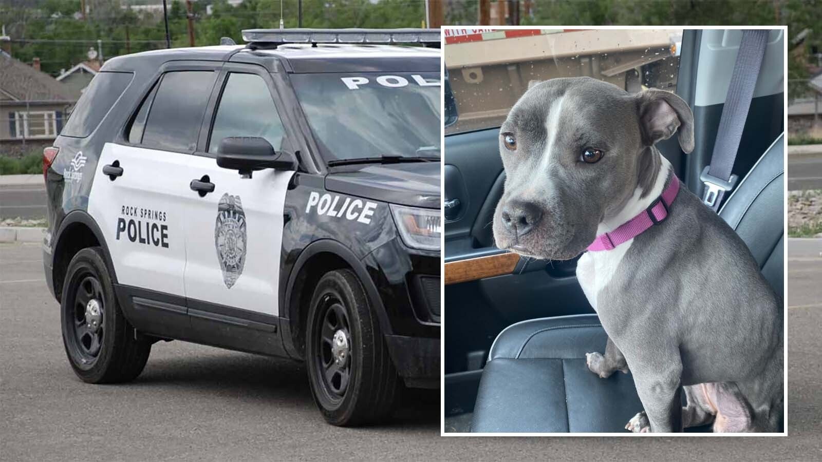 The daughter of the Rock Springs, Wyoming, police chief was sentenced to 42 days in jail and $2,224 restitution Wednesday for poisoning her roommate’s dog, leading to its having to be put down.