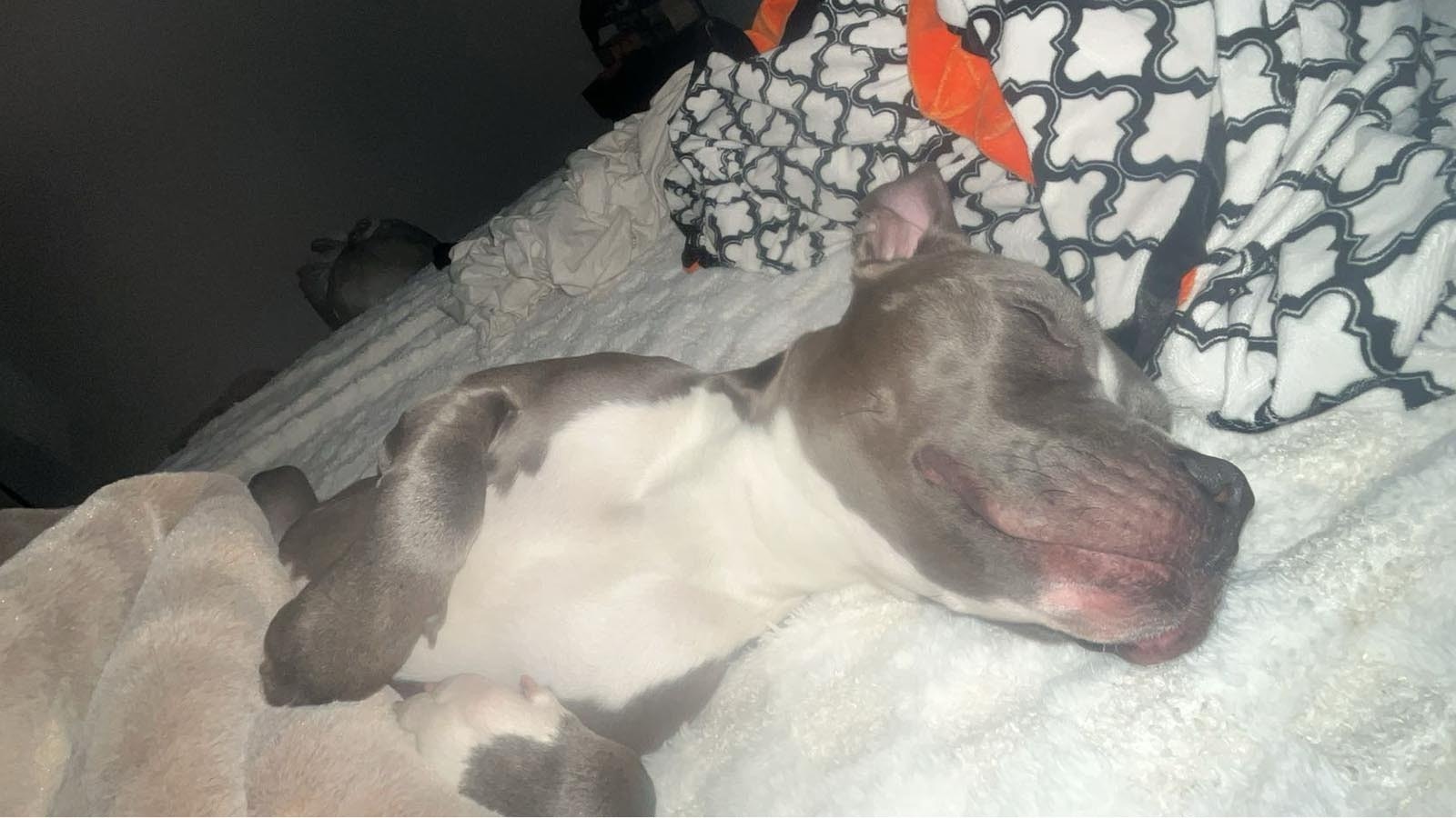 Hallie Blake's pit bull pup Lily, who had to be put down after being poisoned with antifreeze.