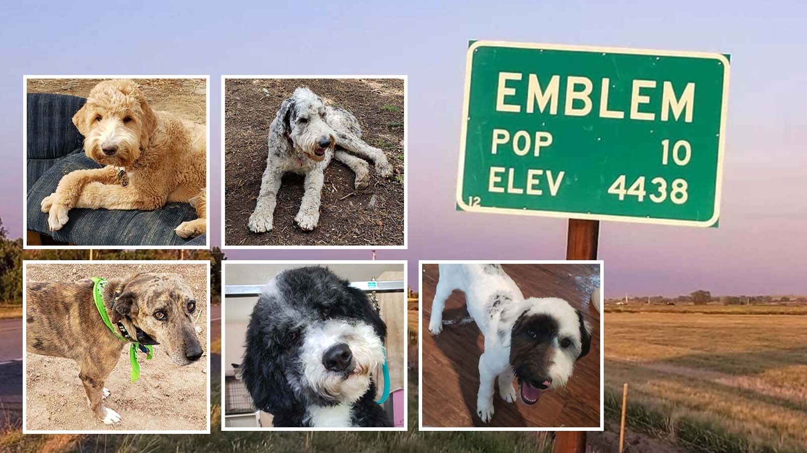 A family from Emblem, Wyoming, remains devastated a month after the deaths of five pet dogs that ate poisoned-laced bait meat on BLM land adjacent to their property. They are, top, Birch and Bayou. Below, Willow, Barkley and Spot.
