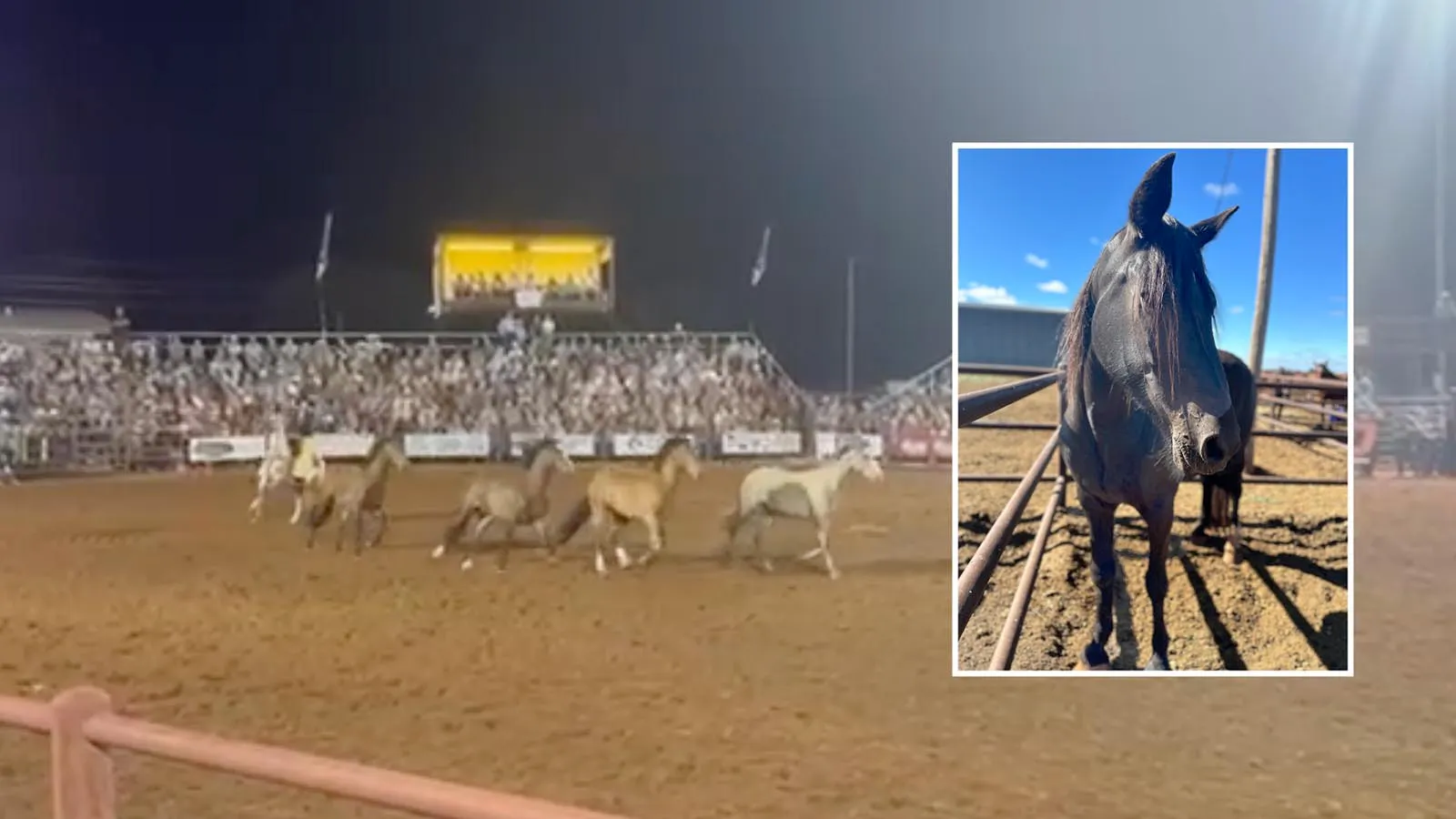Nearly 80 Bucking Horses Killed By Tainted Feed Devastates Rodeo ...