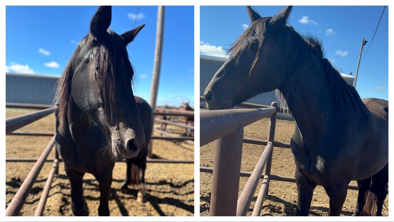 The lone survivor of the NFR bucking mares is Black Kat, a 22-year-old sweetheart from the Beutler herd.