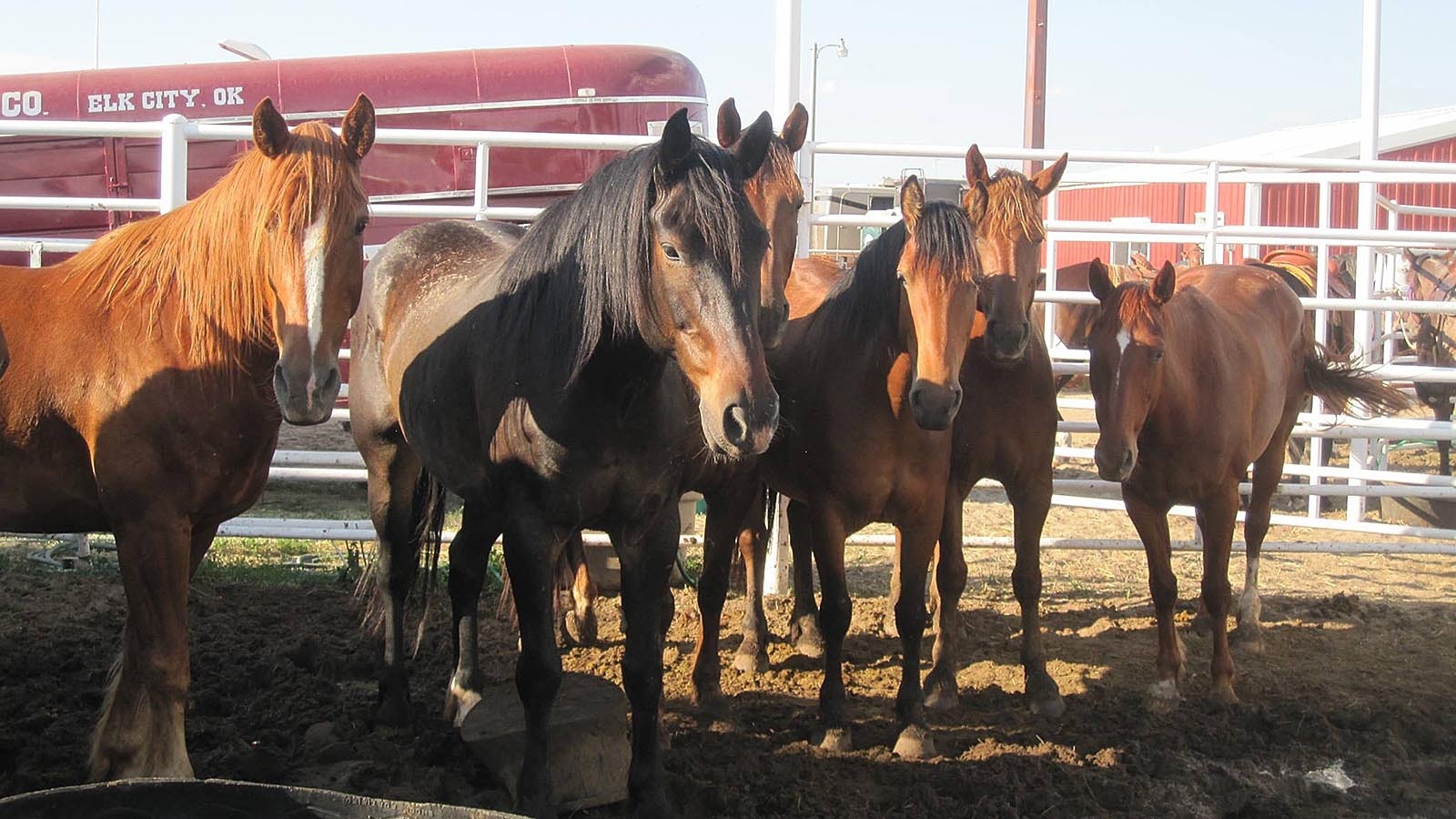 The Beutler and Son Rodeo Co. in Elk City, Oklahoma, has been raising bucking rodeo horses for 95 years. This past week, nearly 80 of the ranch's horses were killed by poisoned feed.