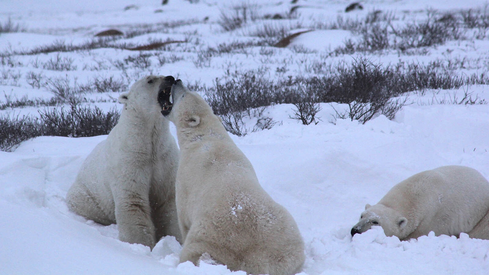There are about 700 polar bears around the area near Churchill, Manitoba, Canada, which makes it a pretty good bet visitors get to see plenty of bear activity.