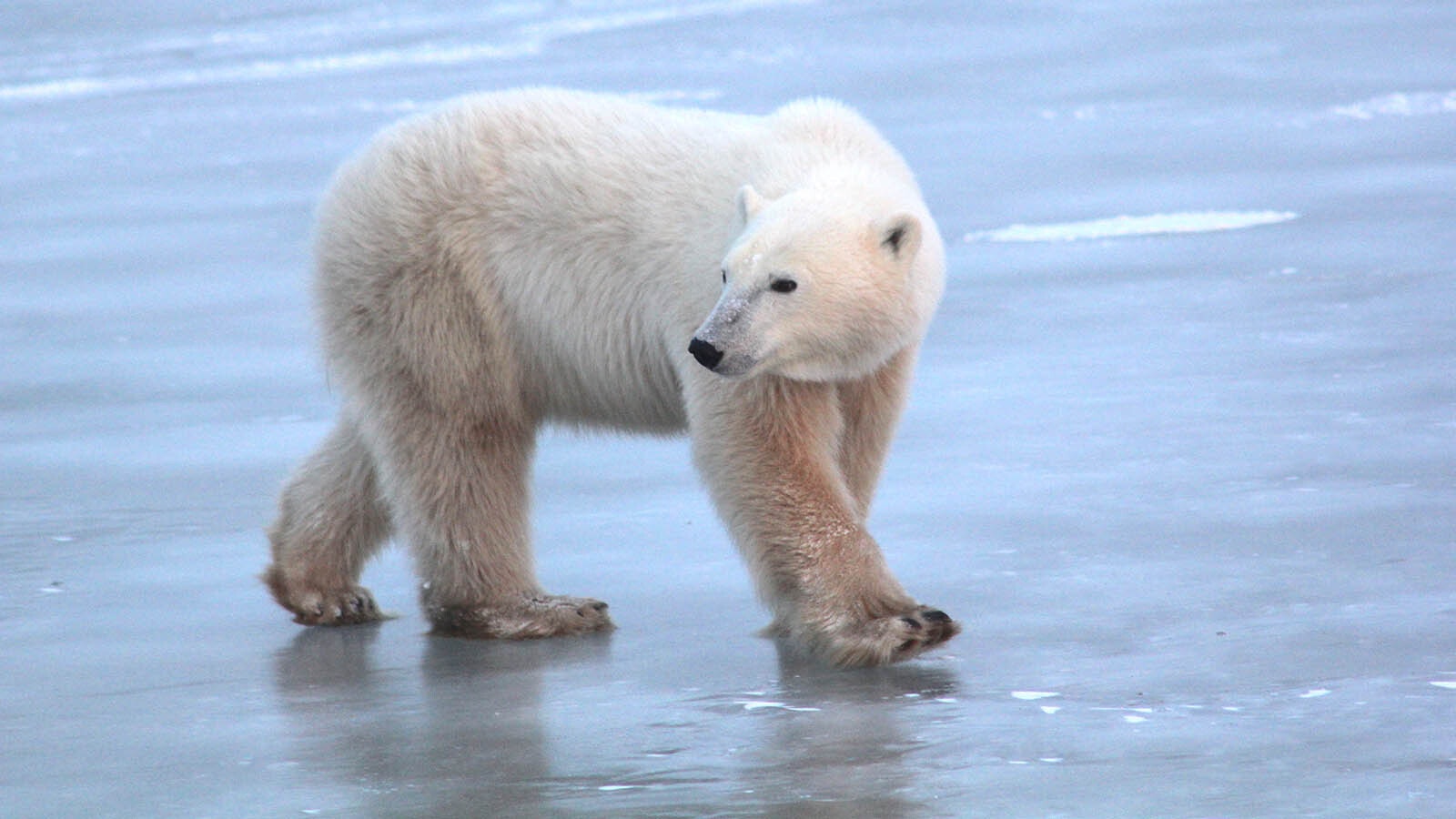 A polar bear walks across the ice.