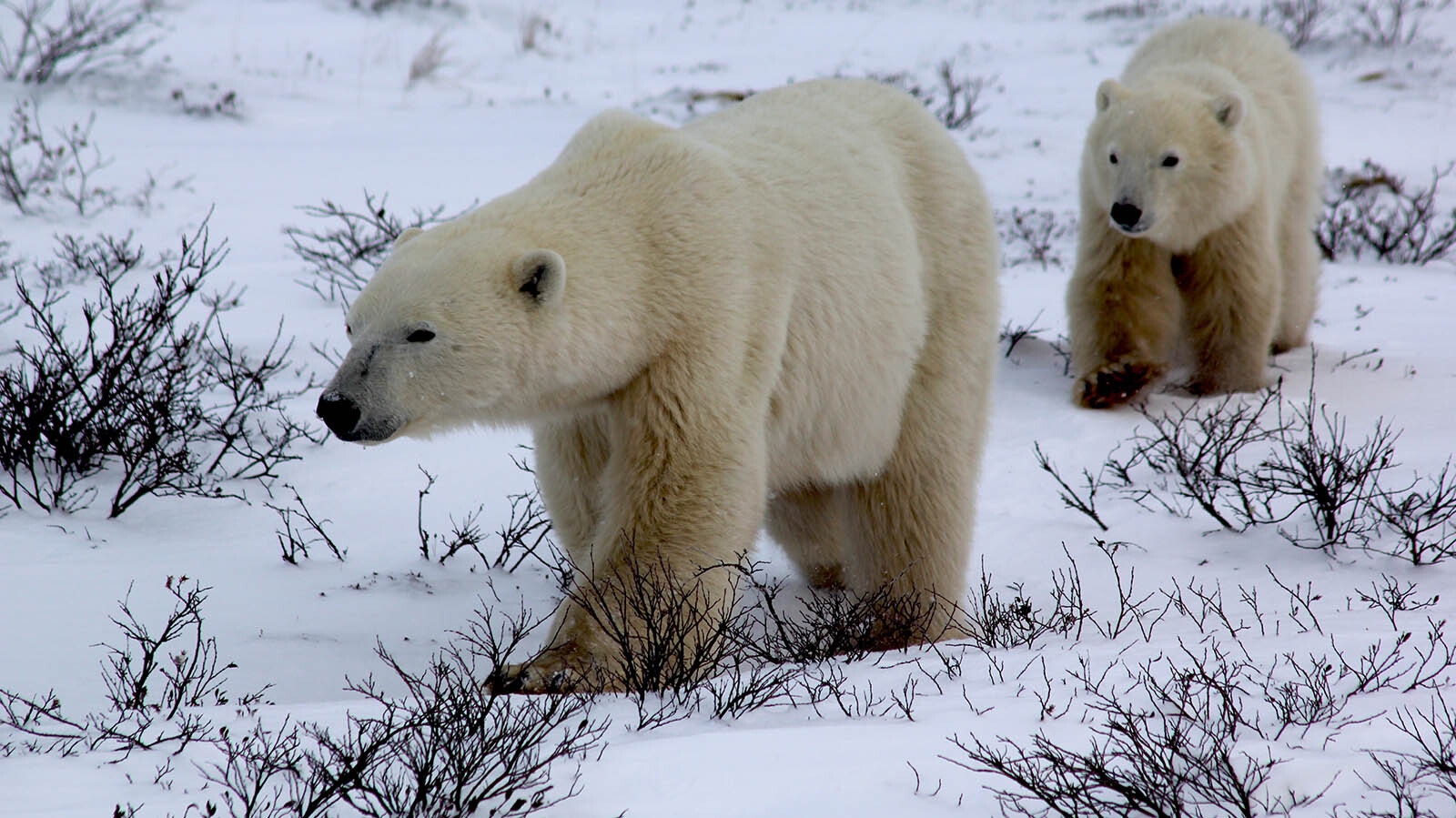 The polar bears who live around the edge of Hudson Bay east of Churchill, Manitoba, Canada, are used to people being around watching them.