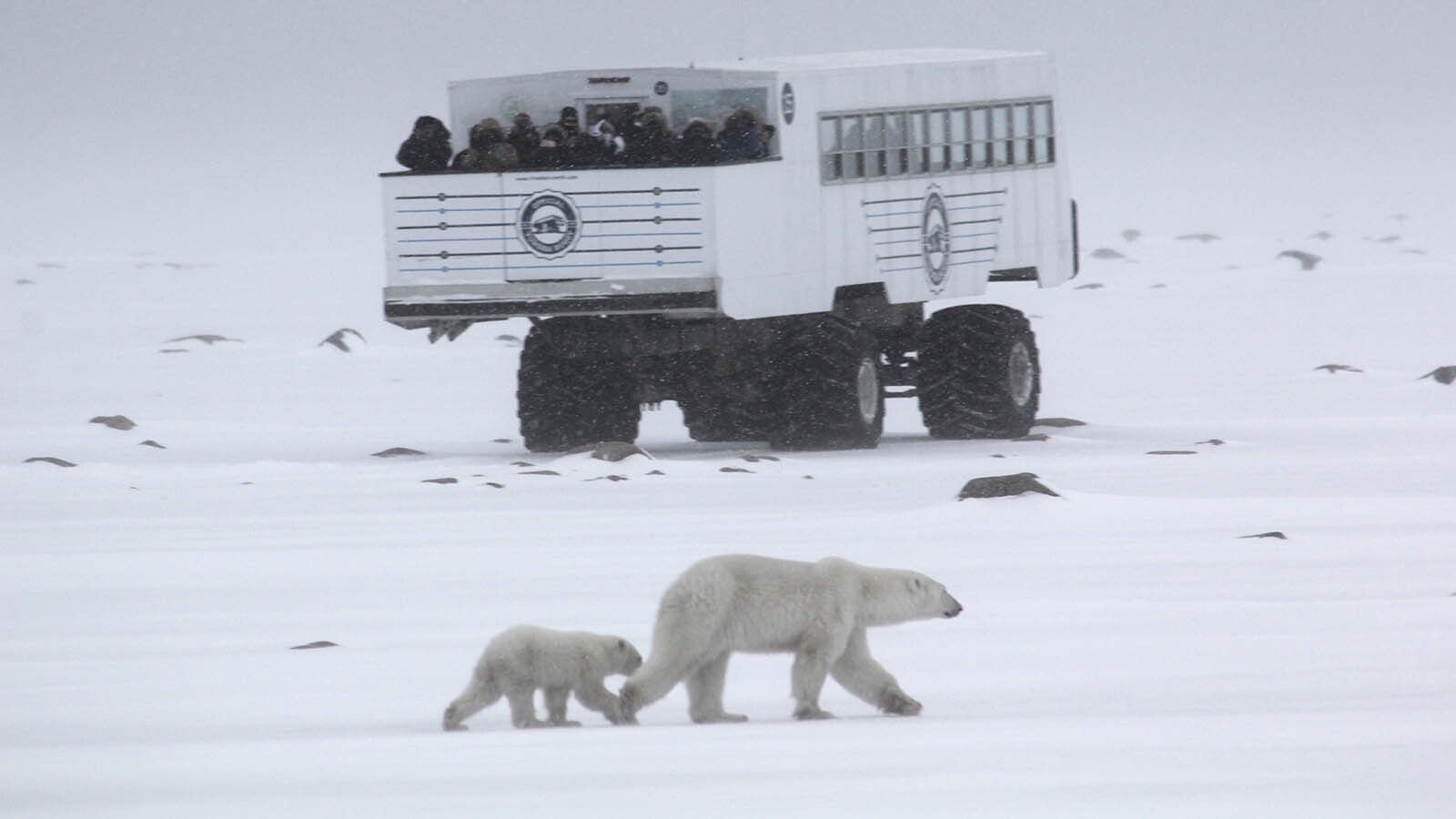 A polar bear sow and her cub seem oblivious to this group of bear watchers.
