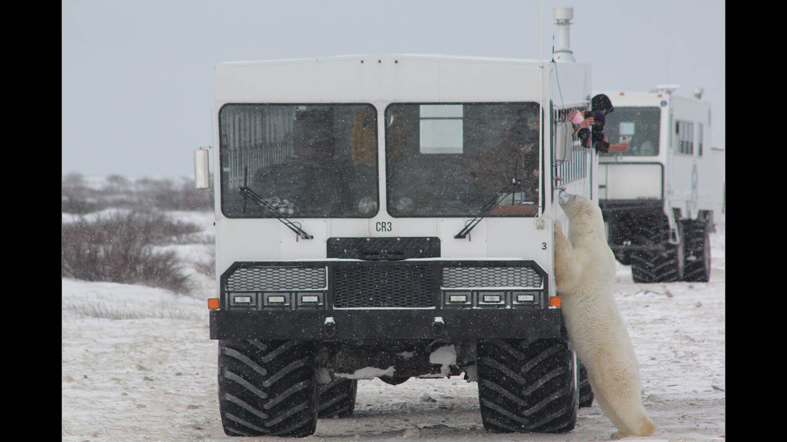 These tundra buggies were built for viewing polar bears along Hudson Bay near Churchill, Manitoba, Canada.