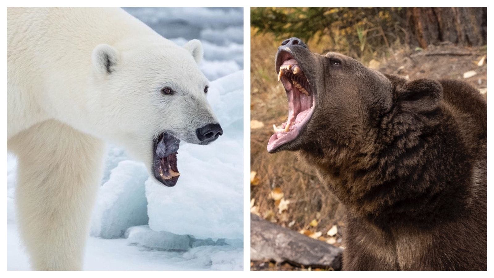 Polar bear vs grizzly 8 16 24