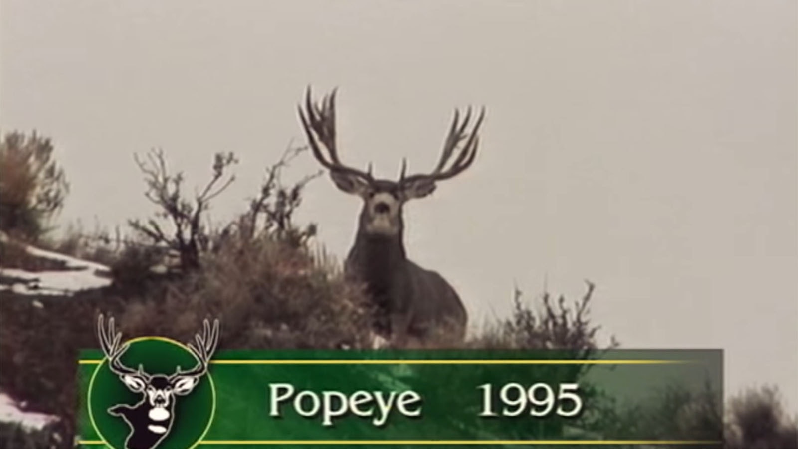 Popeye in 1995.