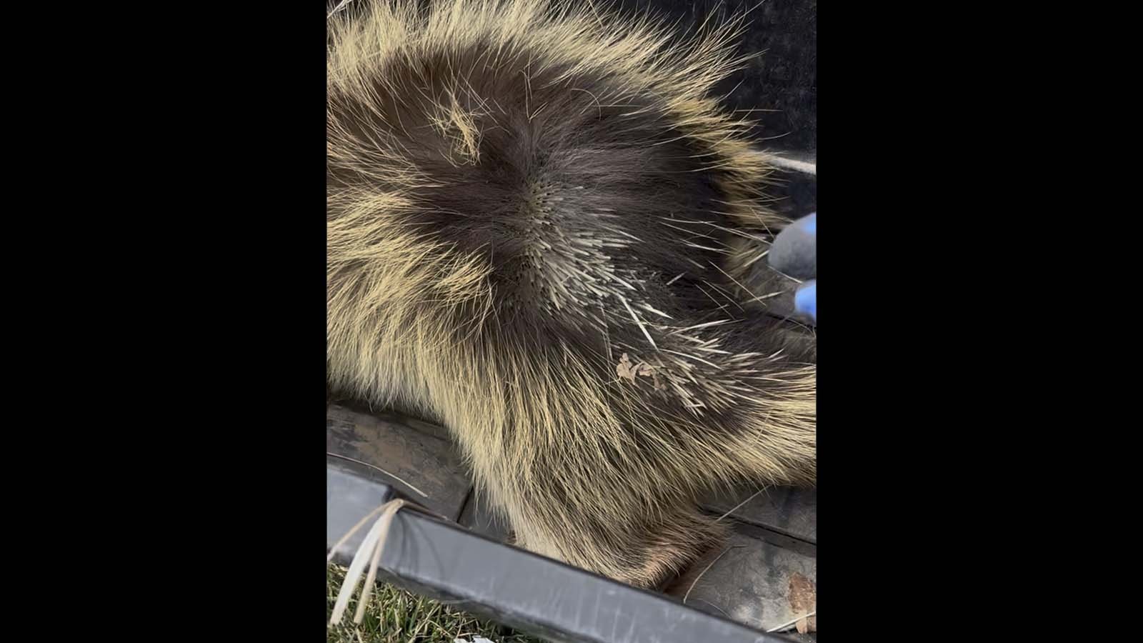 Over the course of about four hours, Brooke Foth estimates that she plucked more than 1,000 quills from a dead porcupine, which is more than enough to keep her busy for the next year.