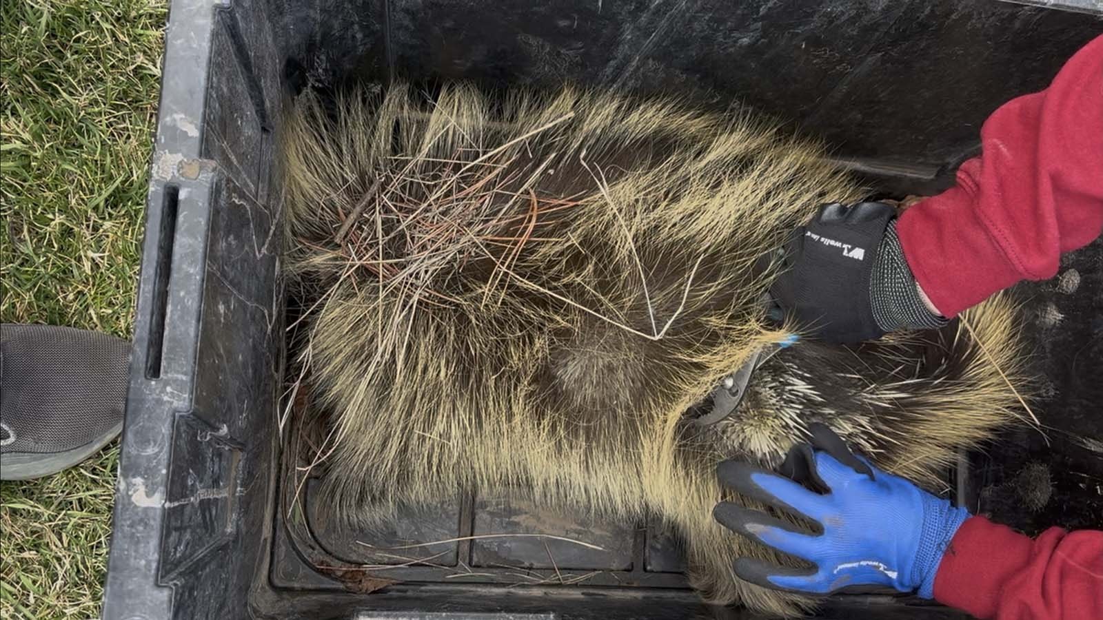 Over the course of about four hours, Brooke Foth estimates that she plucked more than 1,000 quills from a dead porcupine, which is more than enough to keep her busy for the next year.