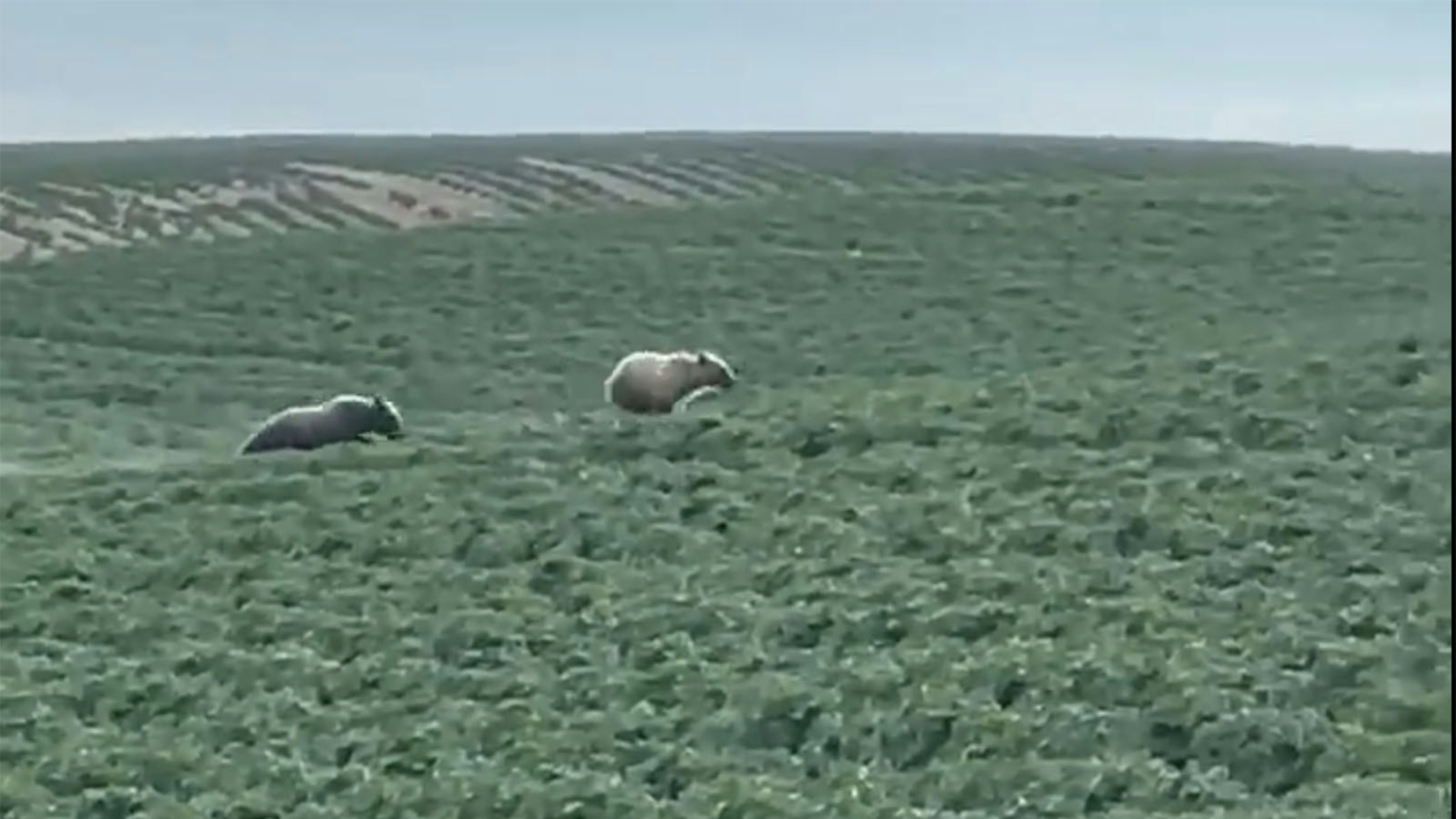 Farmer Videos Grizzlies Frolicking On His Potato Farm