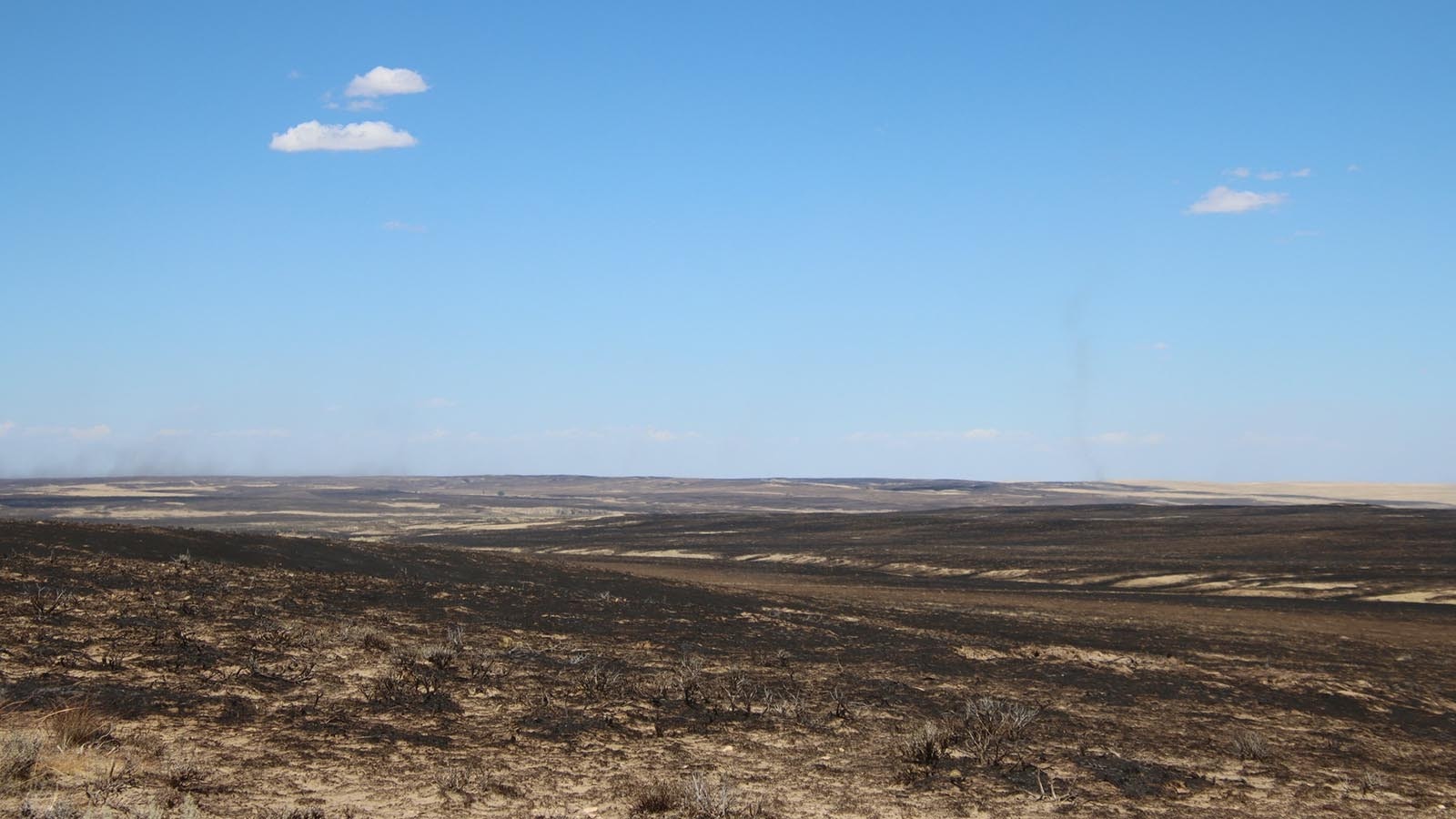 Huge Wyoming wildfires have devastated large areas of forage for wildlife and lifestock.