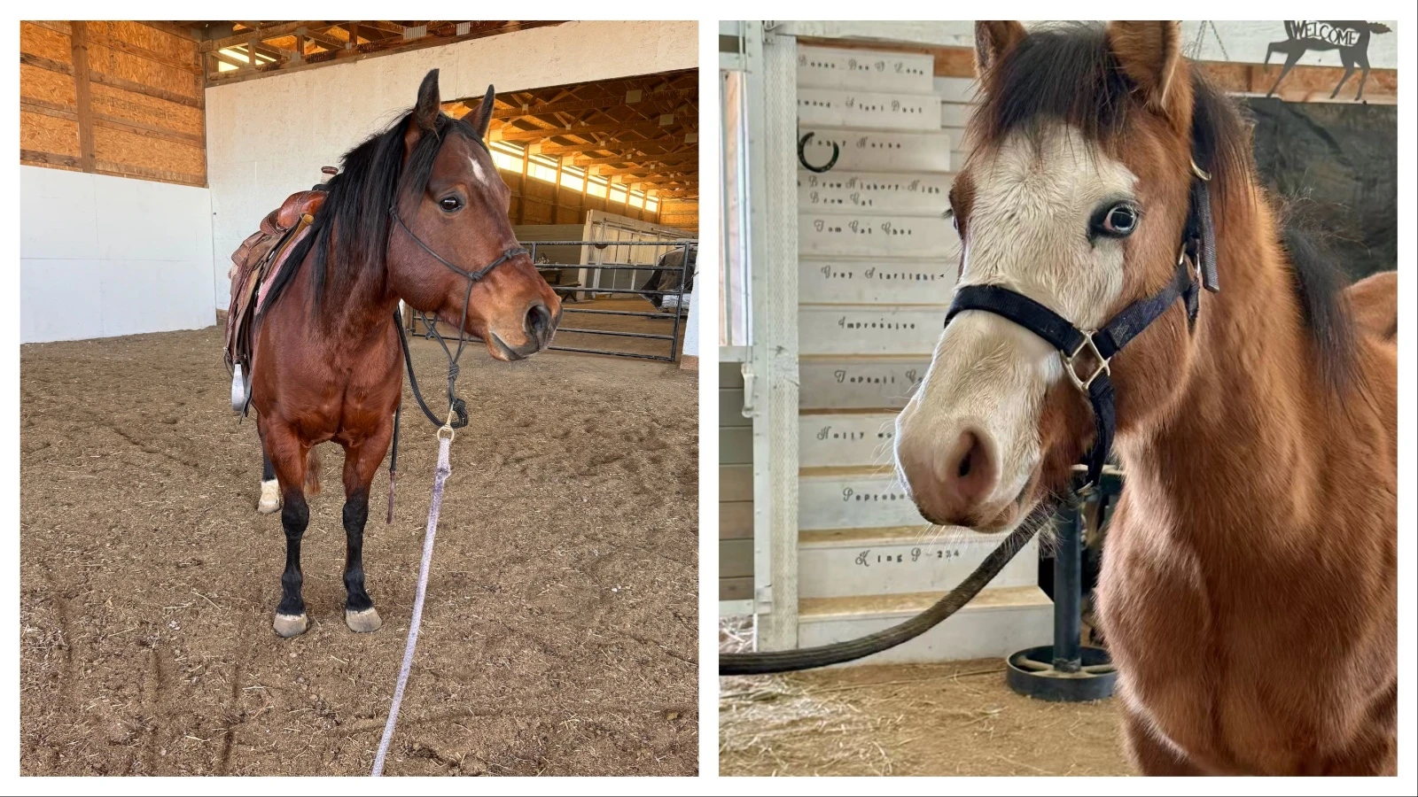One of Barbie Rae Steinheimer’s horses inside her barn’s indoor riding area. One of Barbie Rae Steinheimer’s horses with a list of her bloodlines that were on her barn stairs in the background.