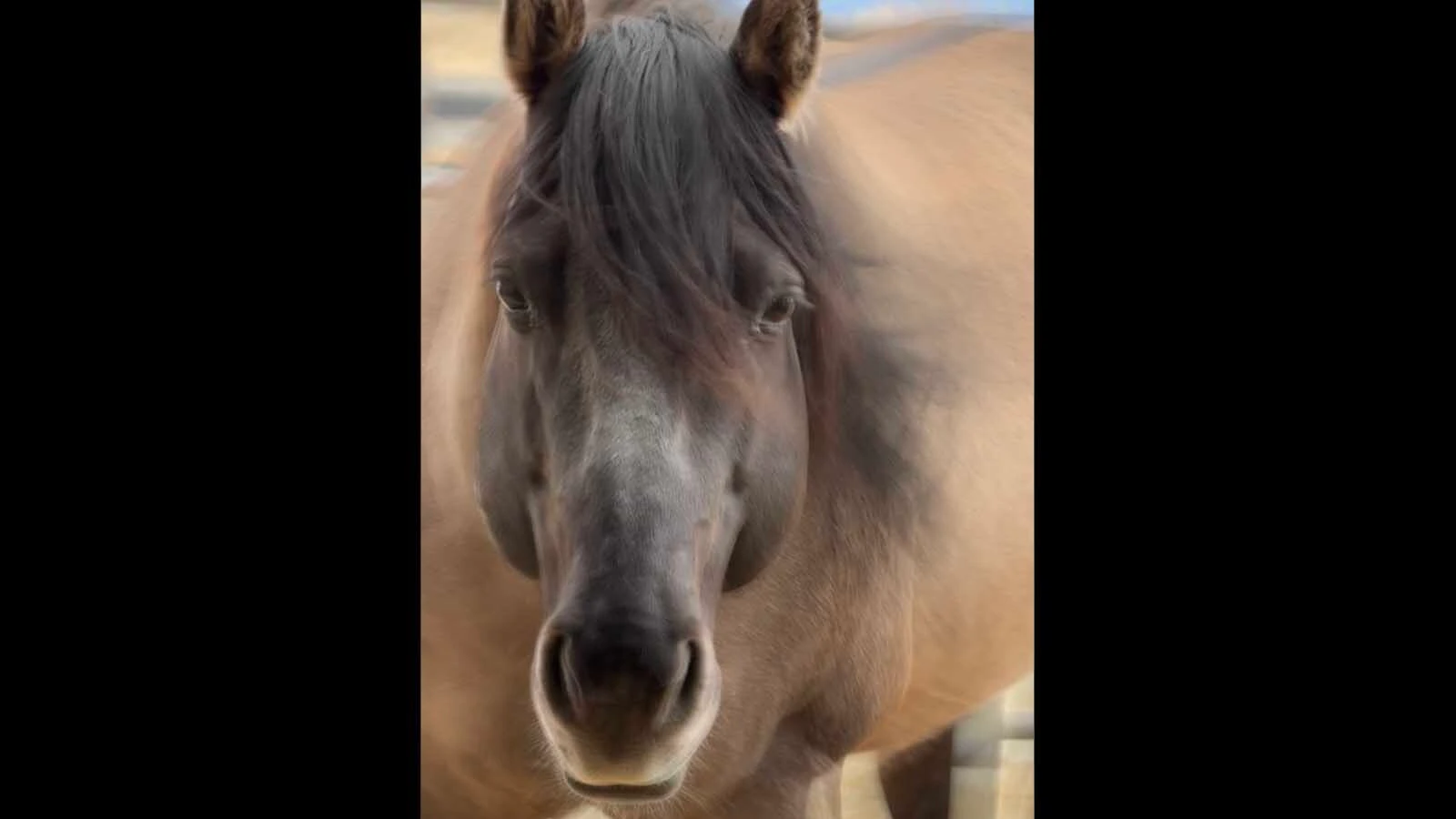 Barbara Rae Steinheimer is thankful for a neighbor’s knock that allowed her to save this Grullo 100 stud horse.