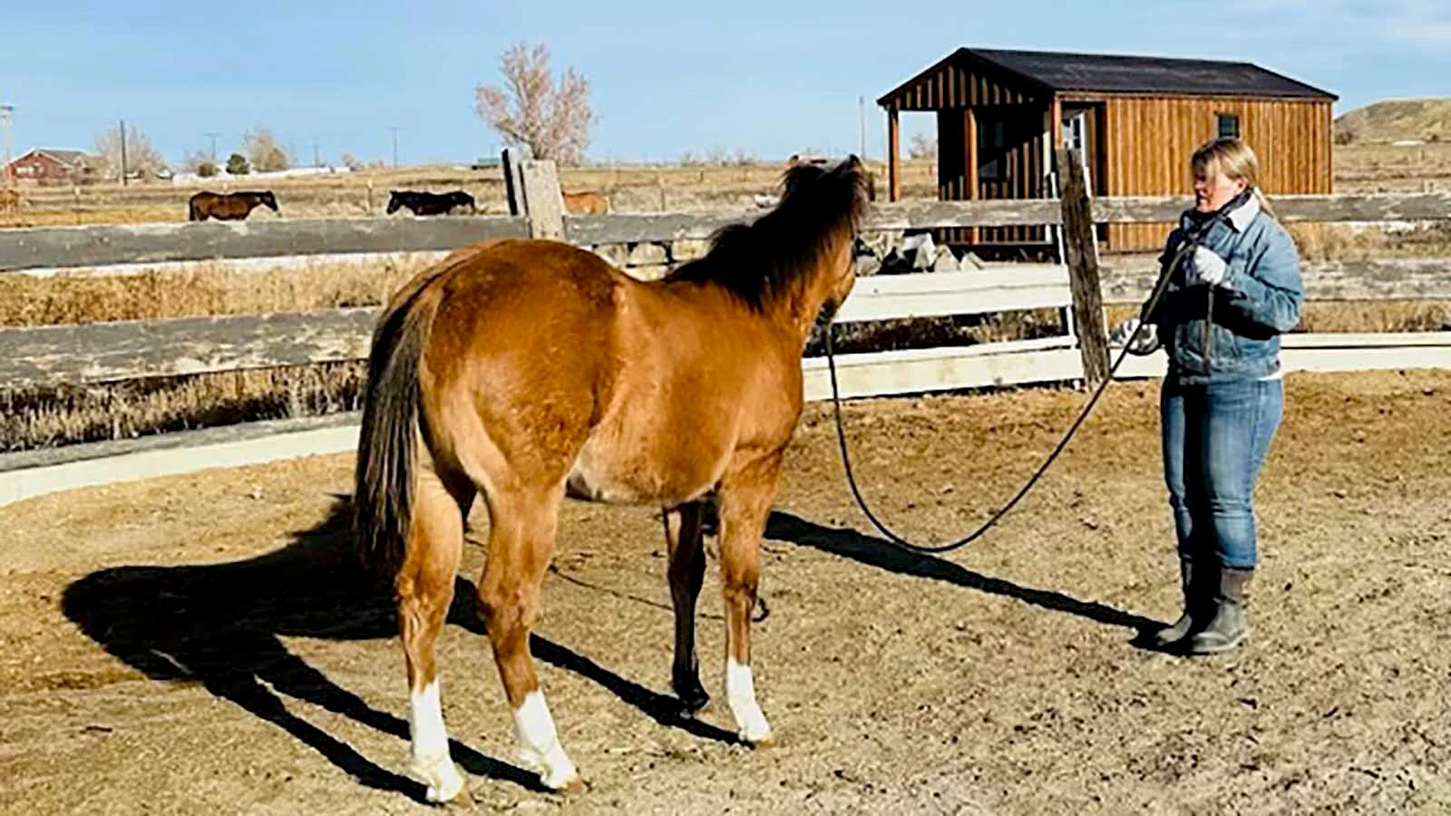 Barbie Rae Steinheimer works with one of her quarter horses.