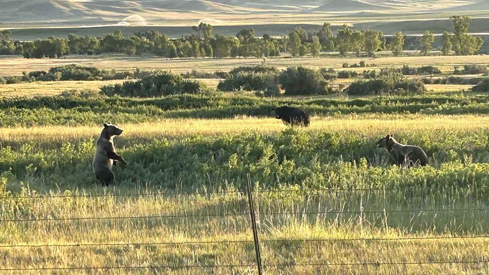 Grizzlies are a common sight out on the prairie flatlands near Augusta, in north-central Montana.