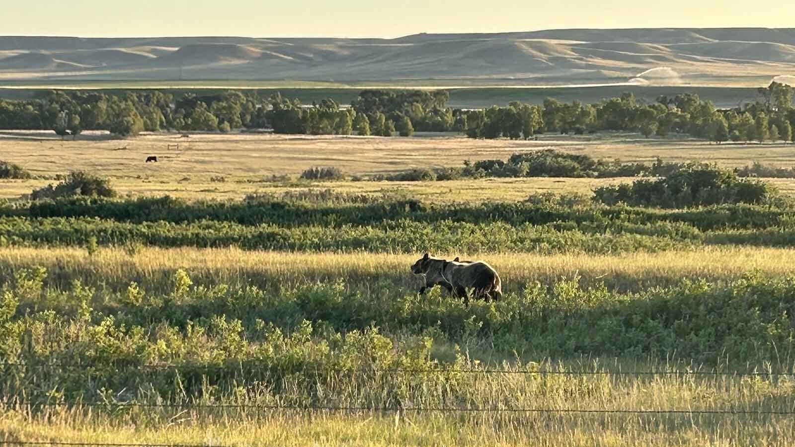 Grizzlies are a common sight out on the prairie flatlands near Augusta, in north-central Montana.