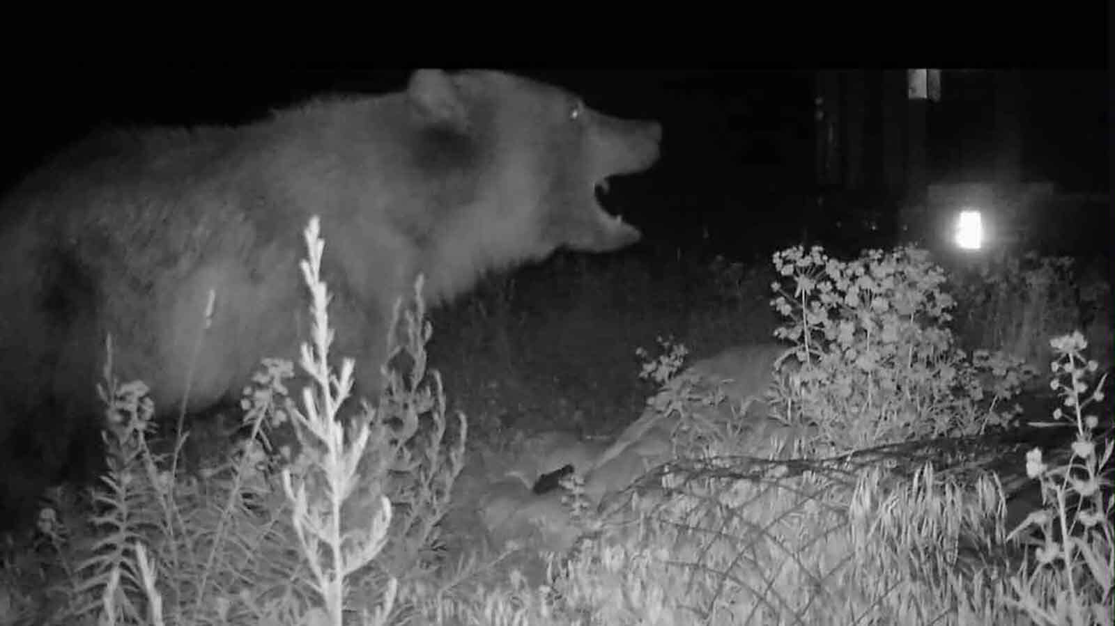This grizzly, thought to be a large male, showed up at the Ever Westward Farm in prairie country near Belt, Montana and killed a pig.