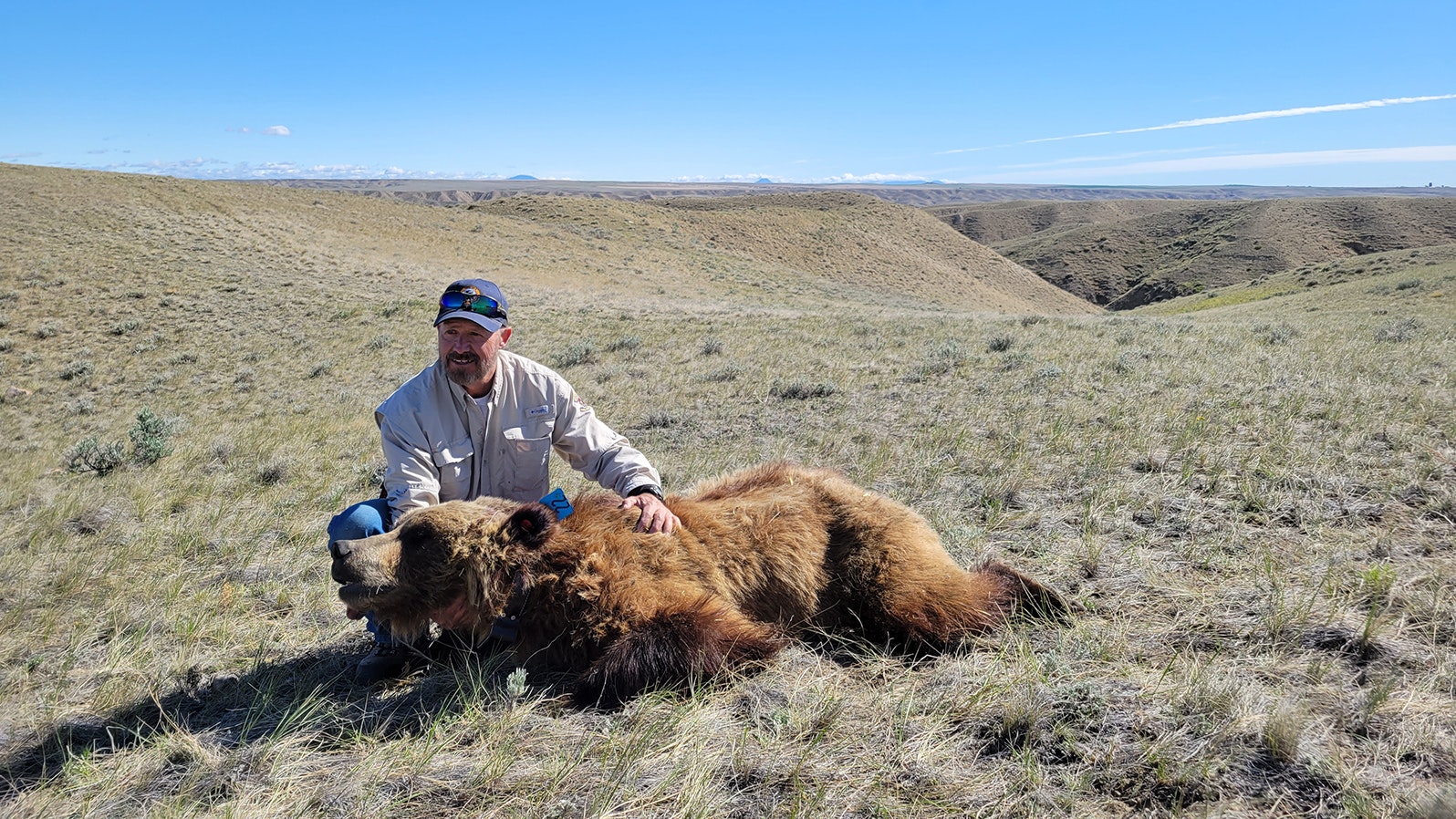 Jack Austin, a bear management technician with Montana Fish, Wildlife and Parks, is pictured with one of two grizzlies wildlife agents recently collared in Montana’s northern prairies.