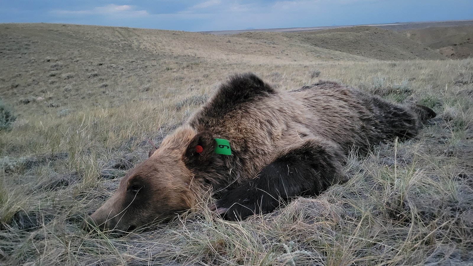 This grizzly was recently tranquilized and collared by Montana wildlife agents for guard dog research project testing to see if livestock guard dogs are effective at keeping bears away from farms with grain spills.