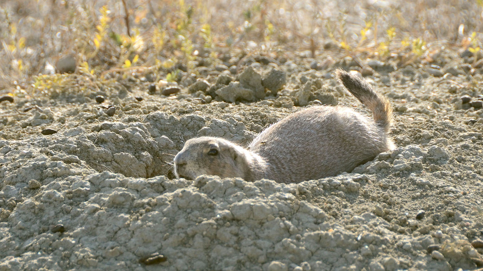 Prairie dog advocates claim that so many of them have been killed or relocated in Boulder County, Colorado, starving coyotes have started eating pets. County officials say there are still plenty of prairie dogs there.