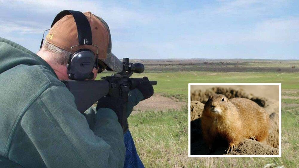 For some, prairie dog hunting isn’t as simple as driving around until they find the rodents. Serious hunters hire guides to take them to target-rich prairie dog towns.
