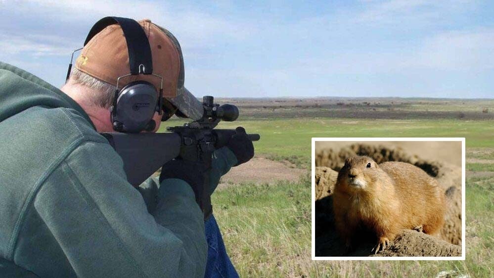 For some, prairie dog hunting isn’t as simple as driving around until they find the rodents. Serious hunters hire guides to take them to target-rich prairie dog towns.