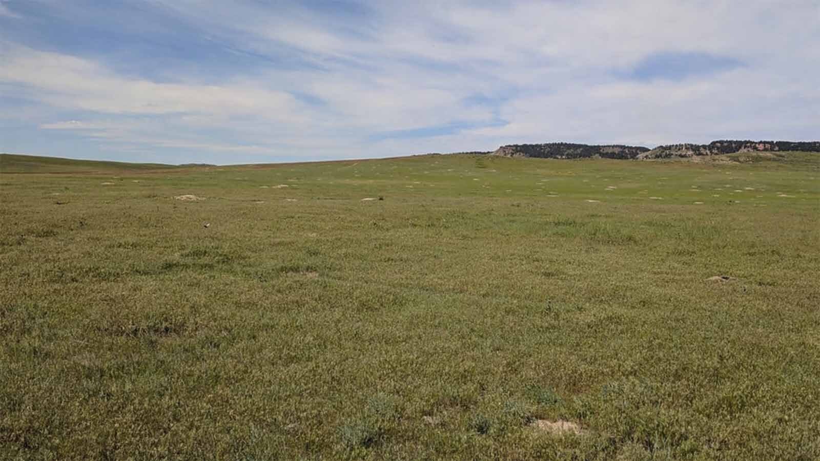 For some, prairie dog hunting isn’t as simple as driving around until they find the rodents. Serious hunters hire guides to take them to target-rich prairie dog towns.