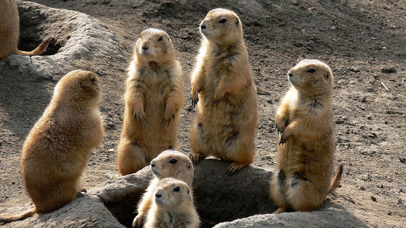 Prairie dogs 1 31 25