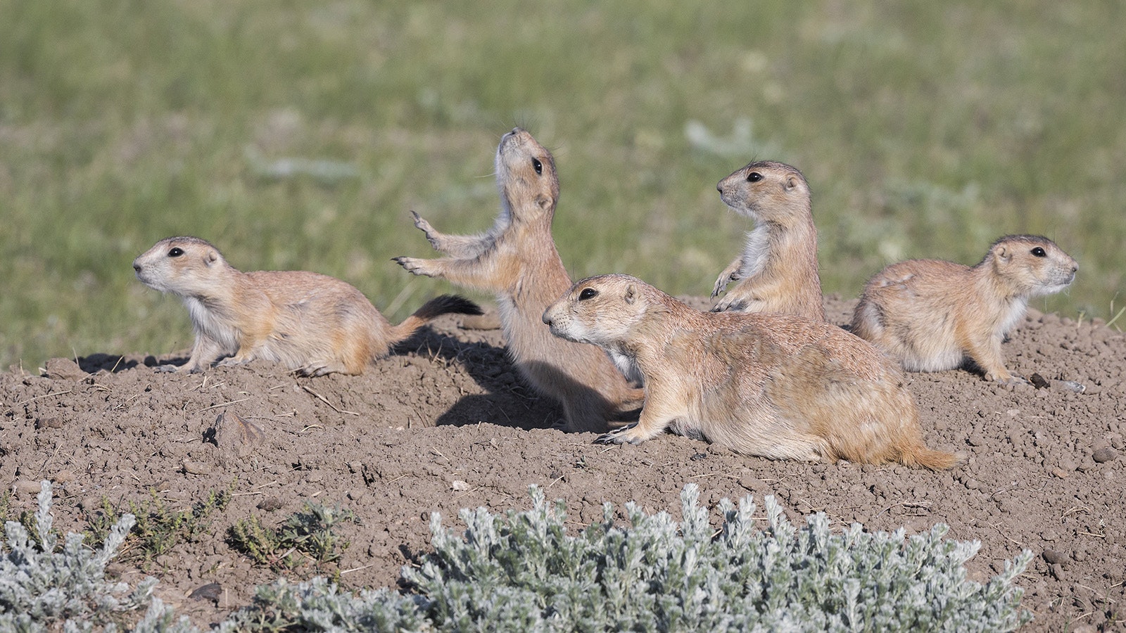 Prairie dogs 10 7 23