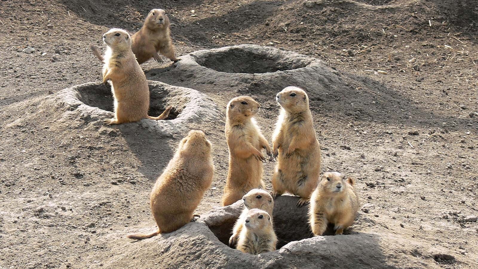 Prairie dogs getty 1 29 25