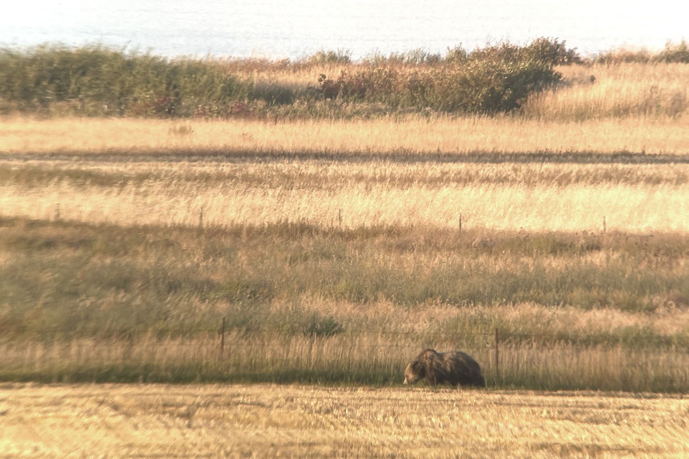 Montana Fish, Wildlife and Parks biologist Brent Lonner saw this grizzly out in prairie country, not far from where a bowhunter had just shot a whitetail buck.