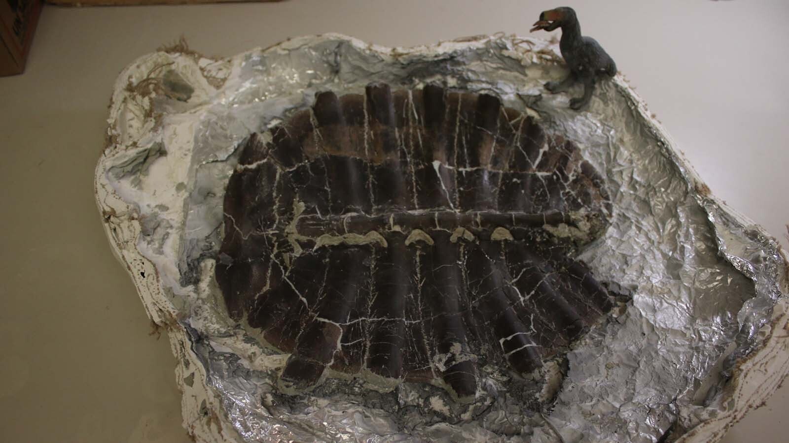 Inside of the shell since it has been moved to the museum and prepared.