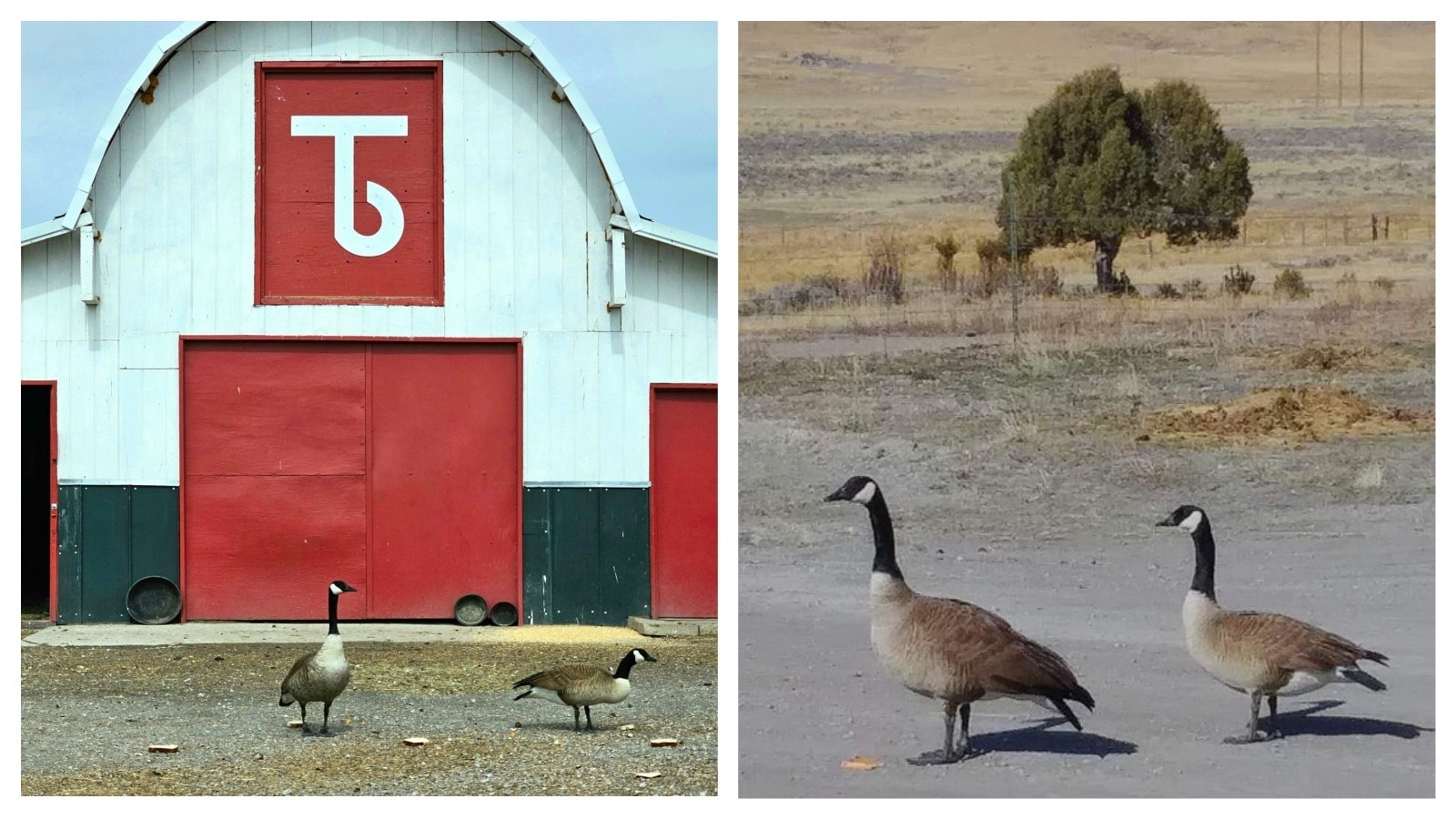 This pair of Canada geese has been arriving each spring in Shery Jespersen’s barnyard near Upton for 24 years.