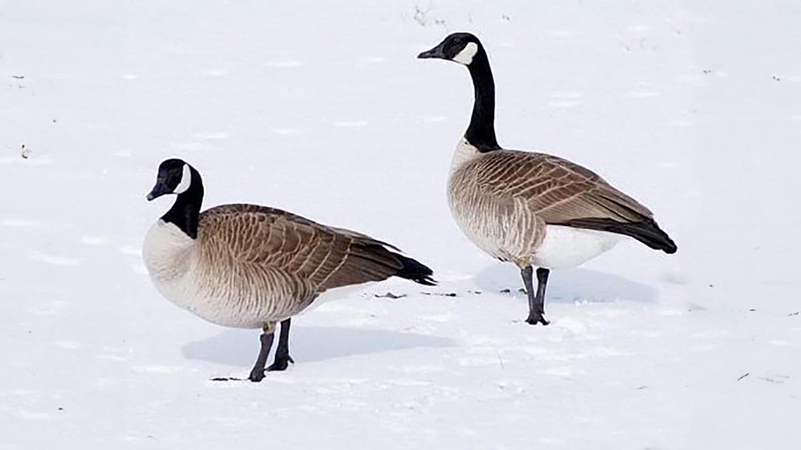 Shery Jespersen saved two Canada goose eggs from being eaten by foxes, and her bantam chicken hens incubated the eggs. One of the geese that hatched has returned with his mate to her ranch near Upton each spring for more than two decades.