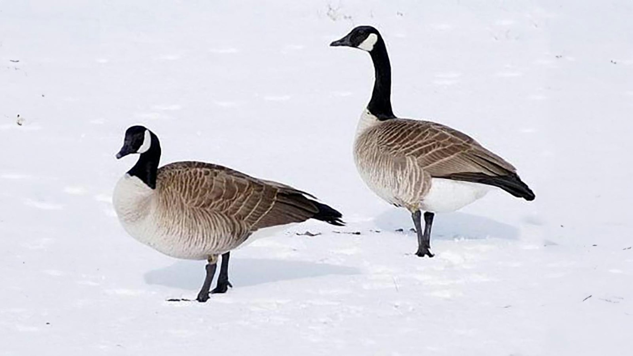 After Rescuing Eggs, Wild Goose Returns To Wyoming Ranch For 24 Years ...