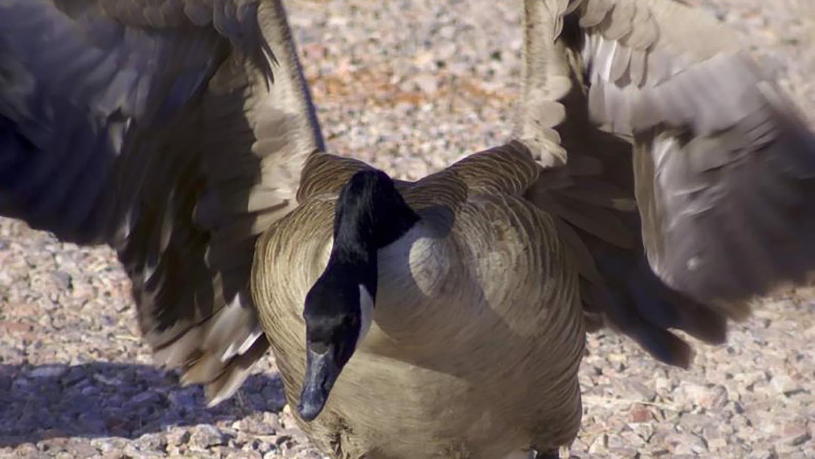 Shery Jespersen, who ranches near Upton, saved two Canada goose eggs, which her bantam chicken hens incubated. One of the geese that hatched has returned to the ranch with his mate every spring for more than two decades.