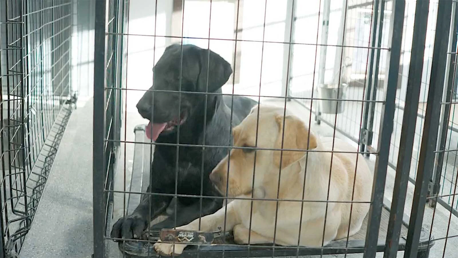Project Kenny’s trainer likes to use Labrador retrievers and golden doodles to train as service dogs.
