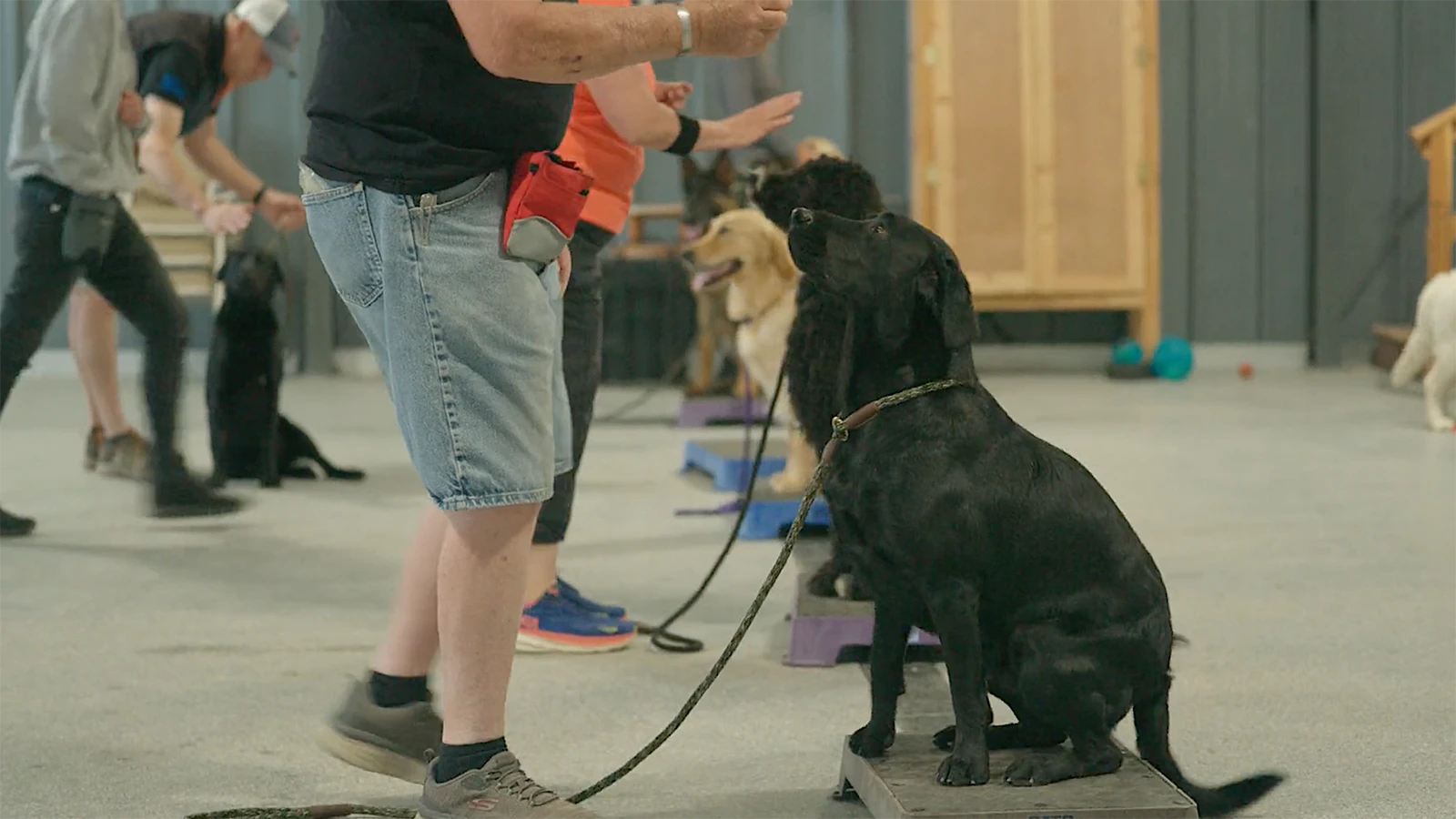 The Mills training facility typically has six to nine dogs who are being trained to help veterans.