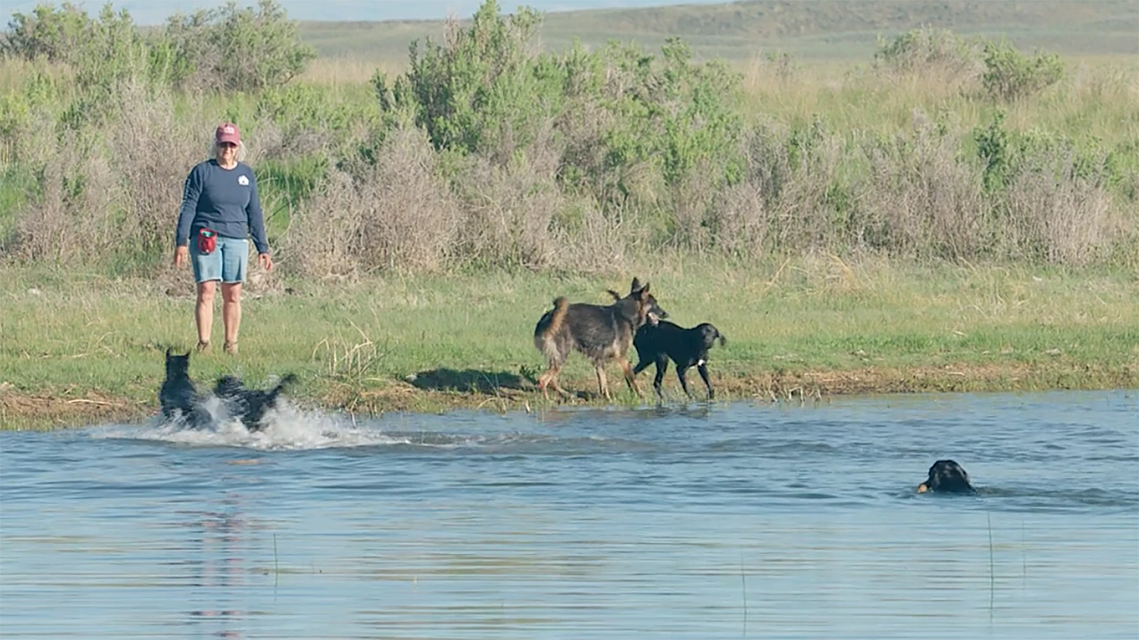 Trainer Carol Salveson said the dogs love to go out on BLM or state land outside Casper and play.