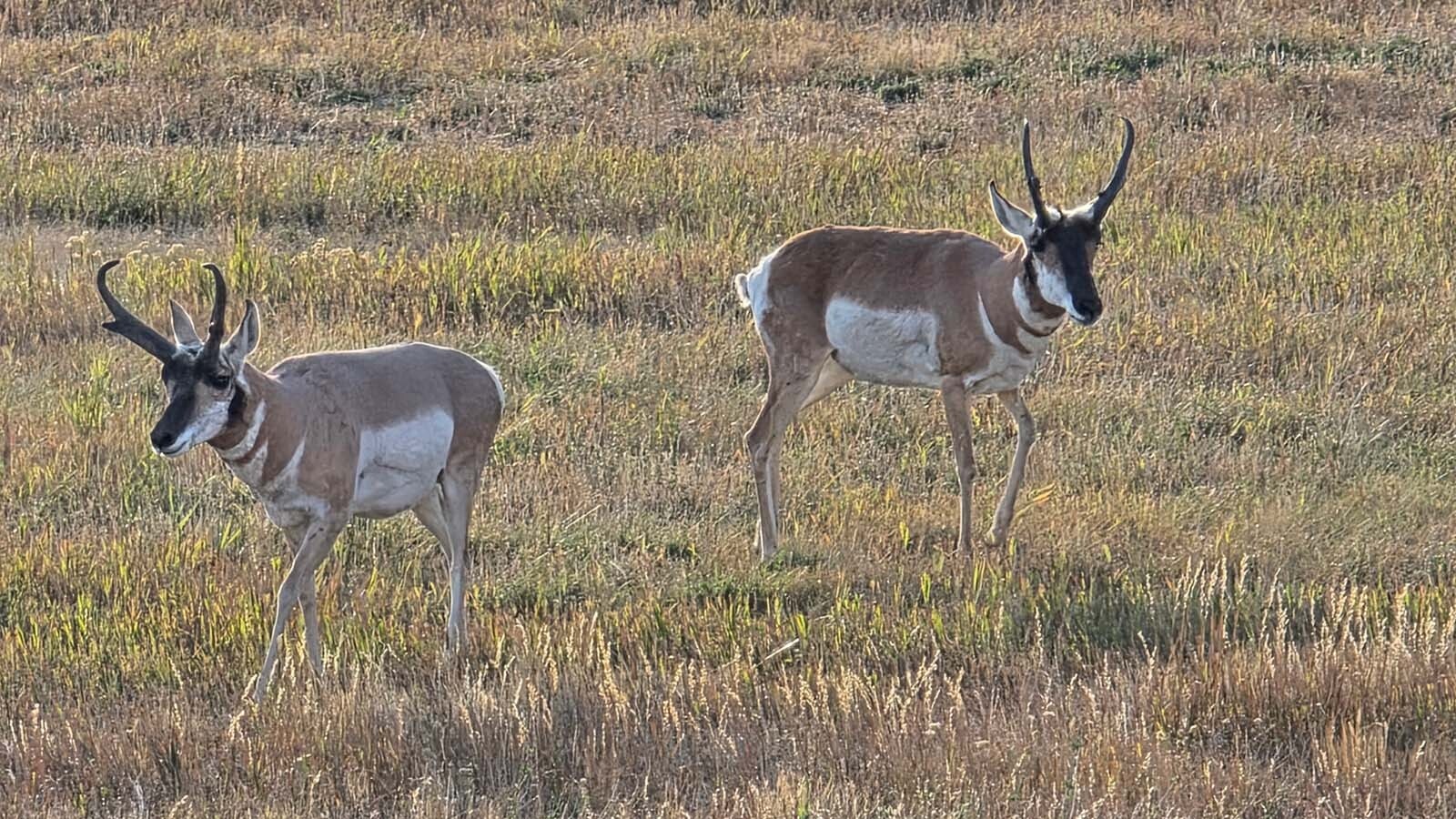 Pronghorn bucks are good pals with each other for most of the year. But during the rut, or mating season, from late August to early October, they’ll fight each other fiercely over harems of does.