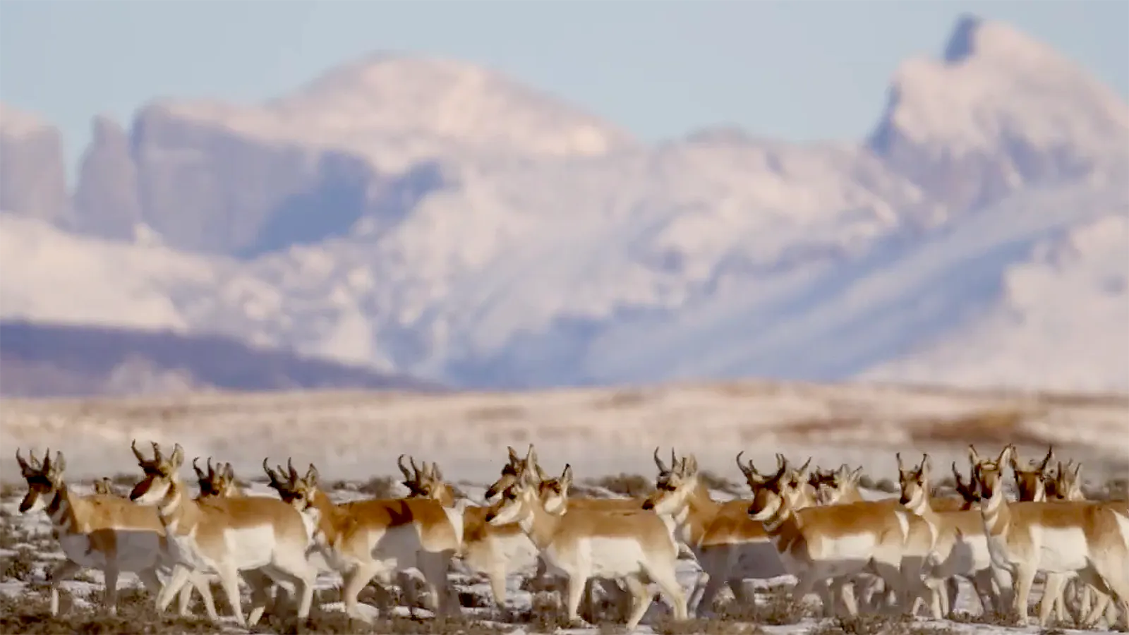 Gov. Mark Gordon has designated Wyoming’s famous “Path of the Pronghorn”, one of the longest land migration routes in North America, as protected. While conservationists hailed the move, an energy landman said he hopes it doesn’t impede drilling.