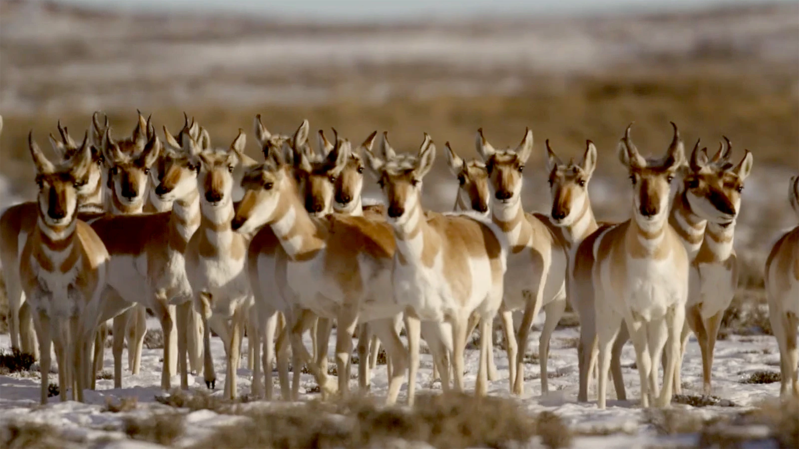 Gov. Mark Gordon has designated Wyoming’s famous “Path of the Pronghorn”, one of the longest land migration routes in North America, as protected. While conservationists hailed the move, an energy landman said he hopes it doesn’t impede drilling.
