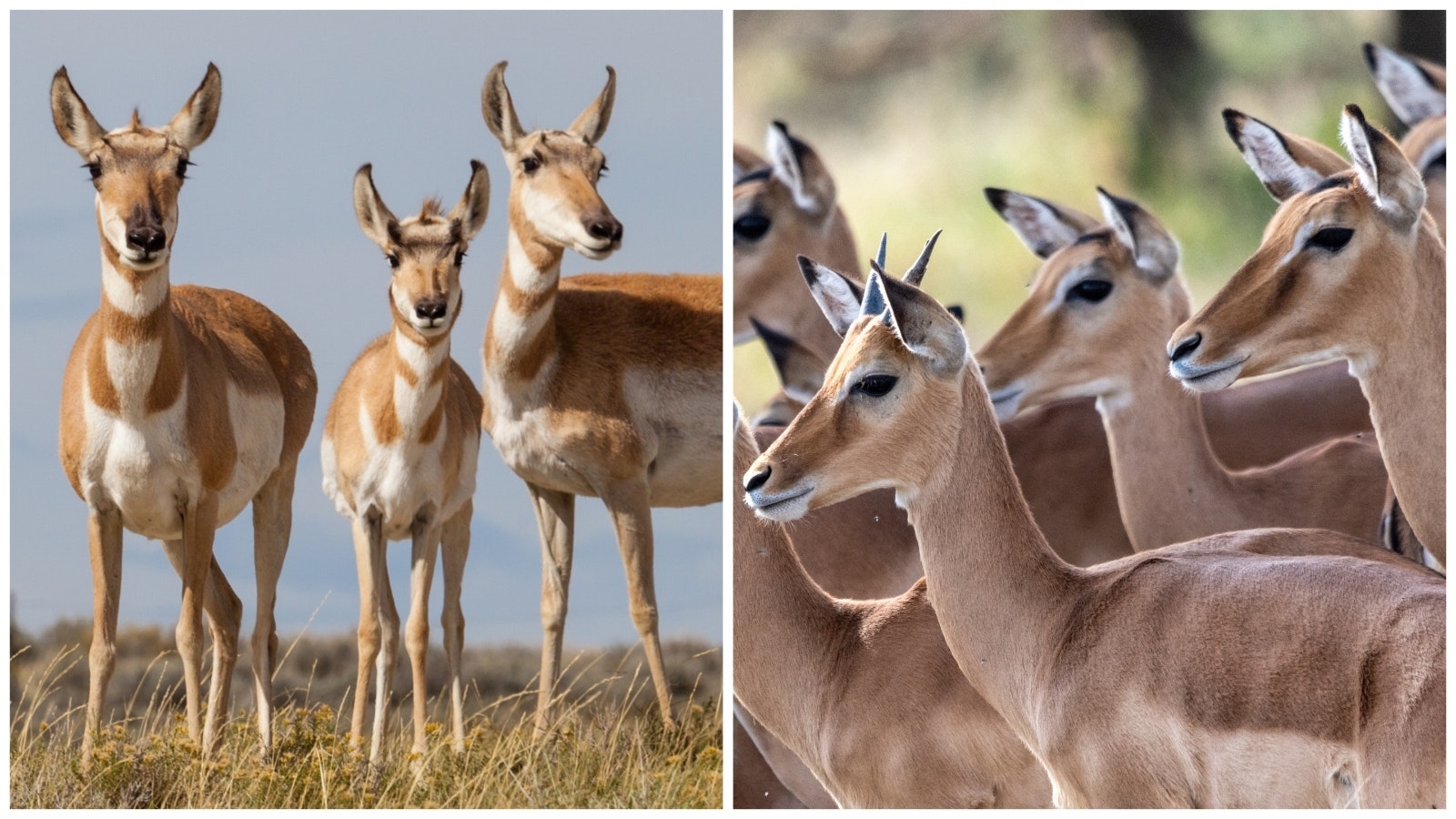 Wyoming pronghorn, left, and antelope in Africa, right.
