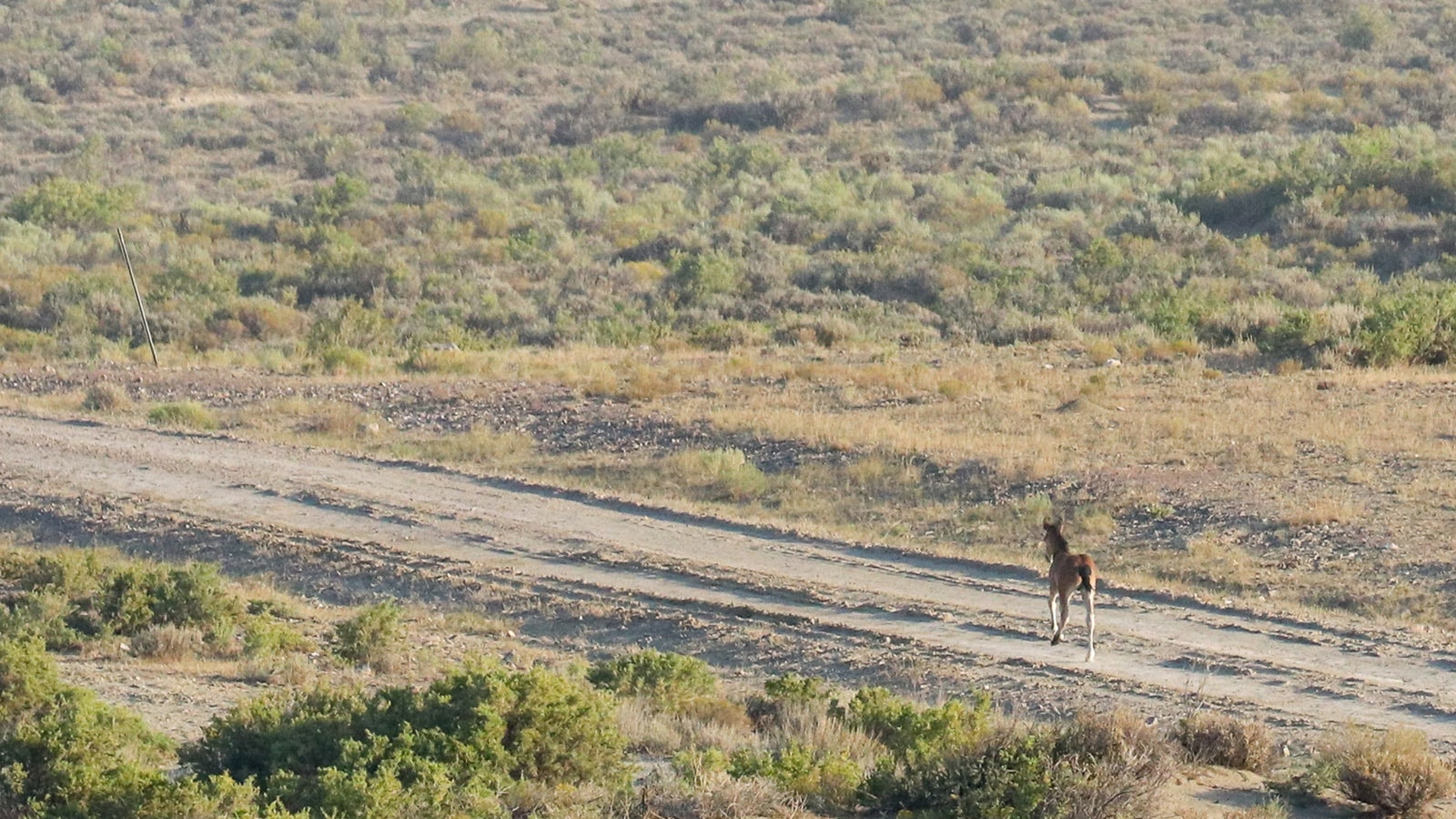 This mustang colt was separated from his horse herd during a Bureau of Land Management horse roundup July 26 in the remote Adobe Town area in south-Central Wyoming.