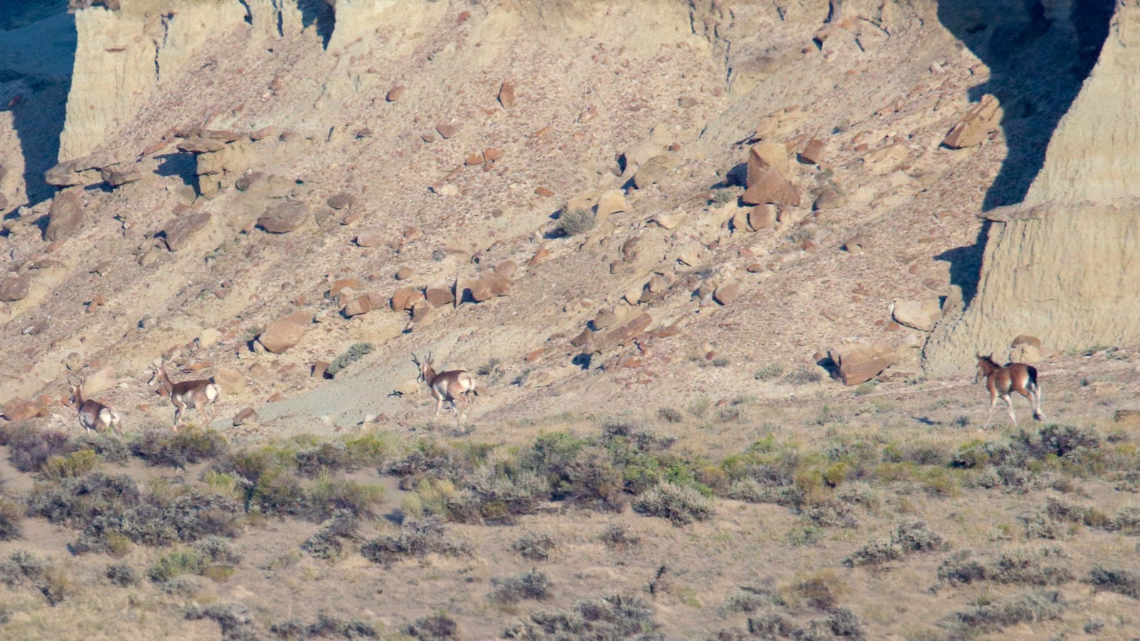 A mustang colt tries to catch up with a band of pronghorn, after being separated from his horse herd during a Bureau of Land Management mustang roundup July 26 in the remote Adobe Town area in south-central Wyoming.