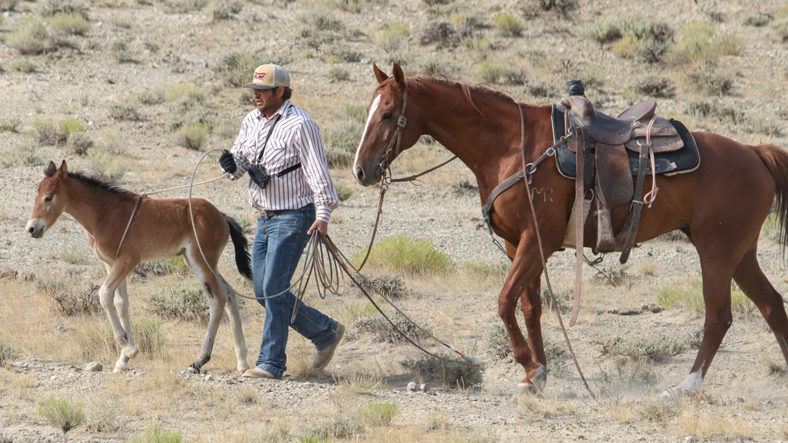 A wrangler leads a mustang colt back to the herd during a Bureau of Land Management horse roundup July 26 in the remote Adobe Town area in south-Central Wyoming.